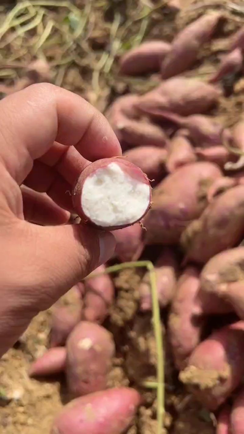 济薯26大量上市，俗称板栗薯，欢迎各地客商前来咨询选购