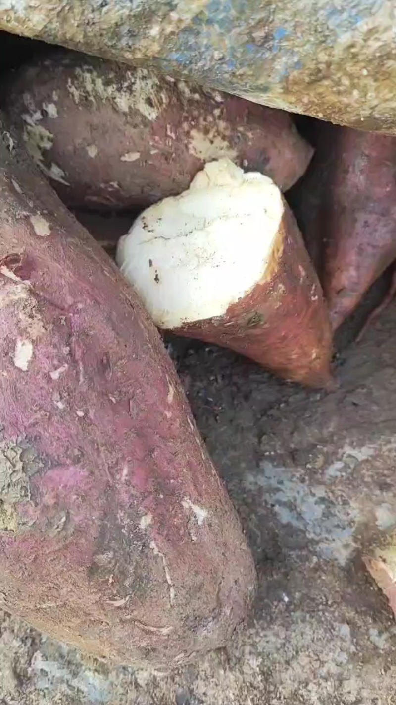 济薯26大量上市，俗称板栗薯，欢迎各地客商前来咨询选购