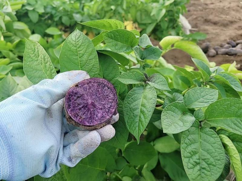 黑土豆黑美人紫土豆紫色马铃薯富含花青素软糯香甜产地直发