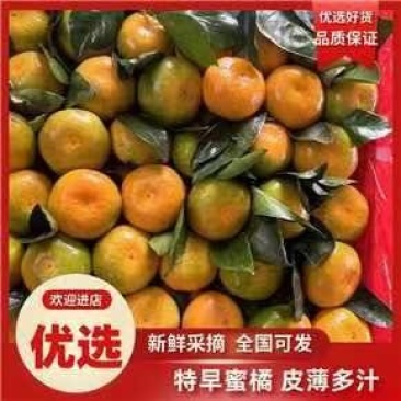 【入口化渣，实地采摘】高山特早蜜桔小叶果大叶果大量销售中