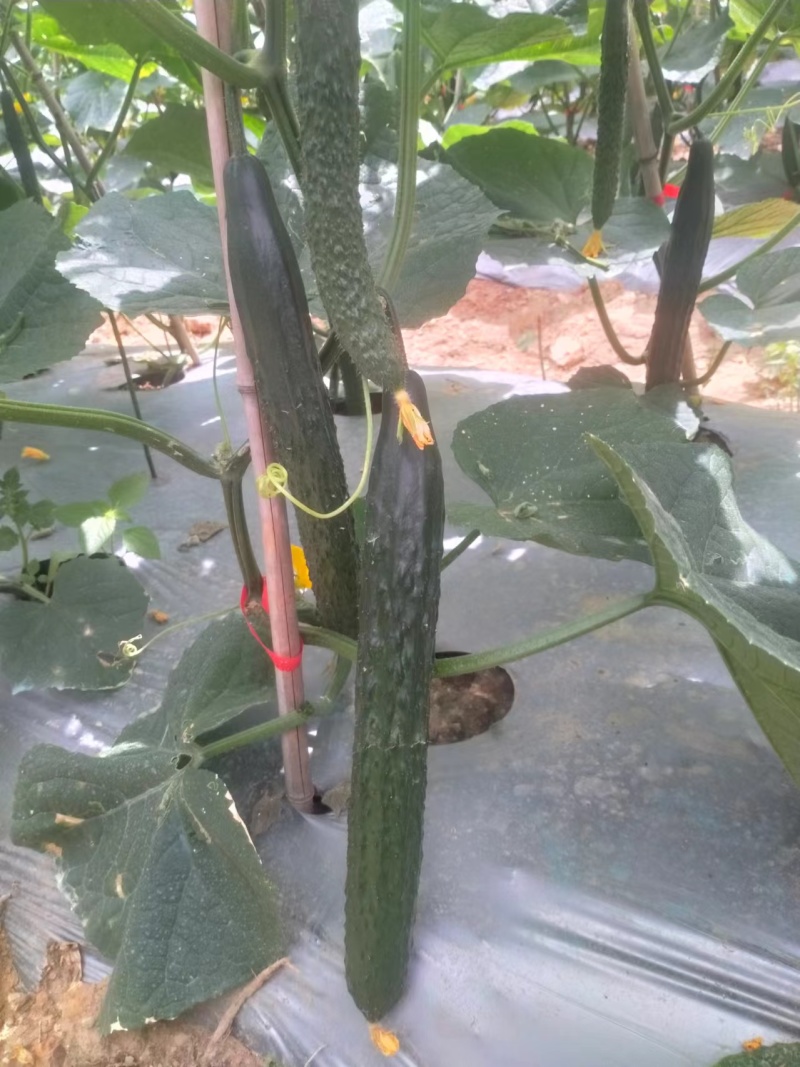 黄瓜目前每天可采摘50吨左右，有需要的客户请联系洽谈