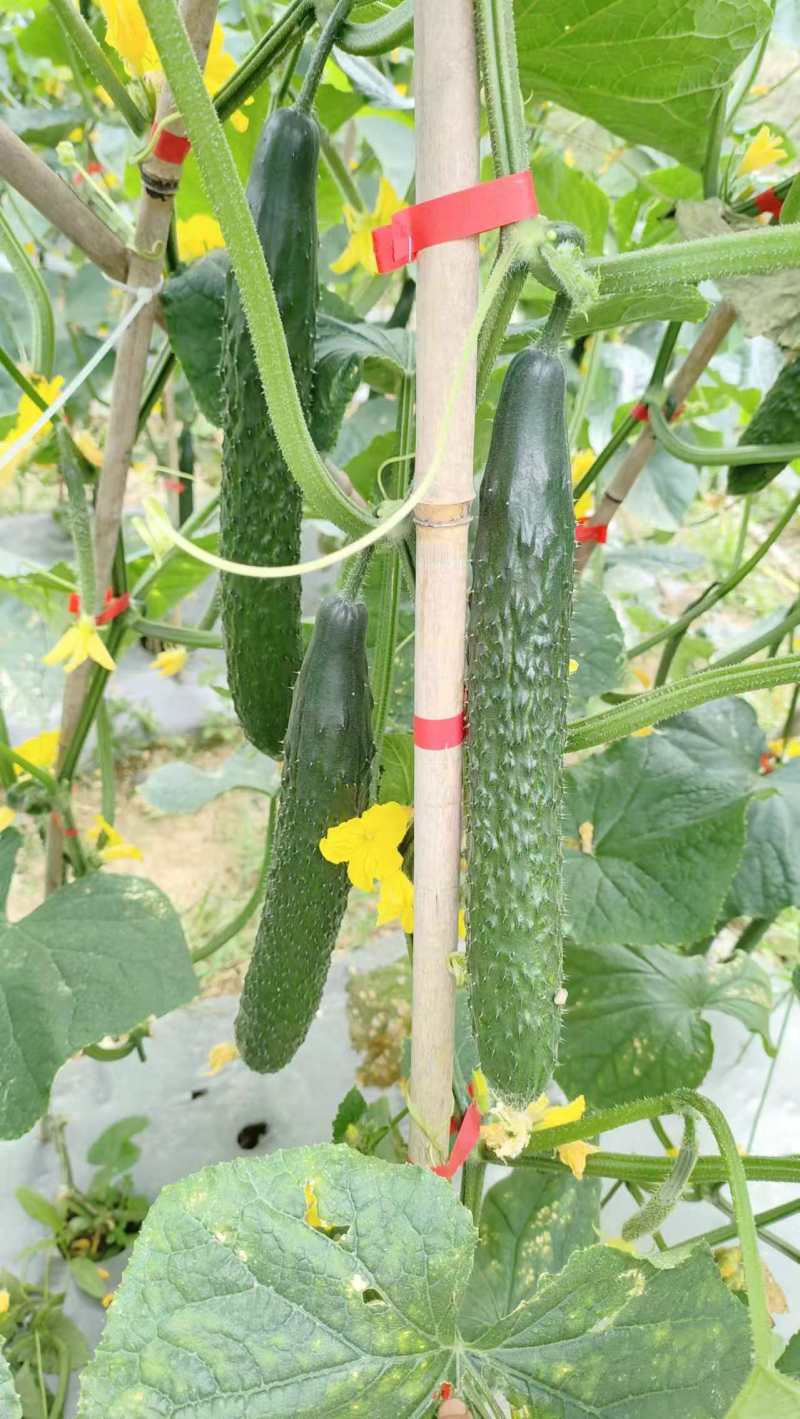 黄瓜目前每天可采摘50吨左右，有需要的客户请联系洽谈