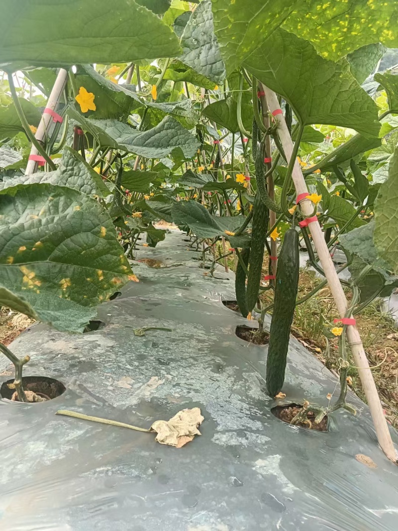 黄瓜目前每天可采摘50吨左右，有需要的客户请联系洽谈