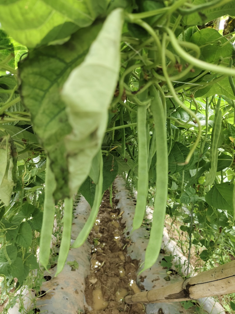 扁豆精品货色泽靓丽，产地直发价格优惠，欢迎咨询