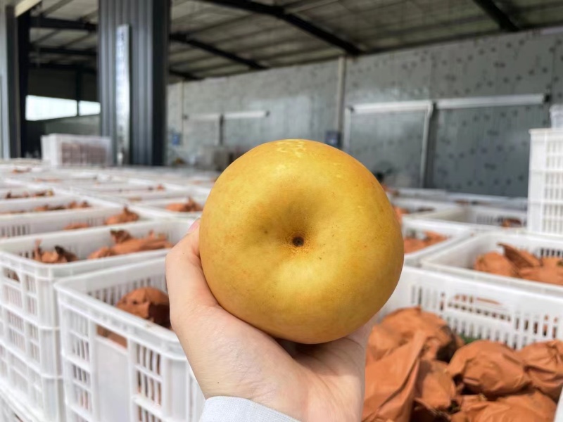 翠冠梨套袋产地大量供应中，口感脆甜，电商平台社区团购商超