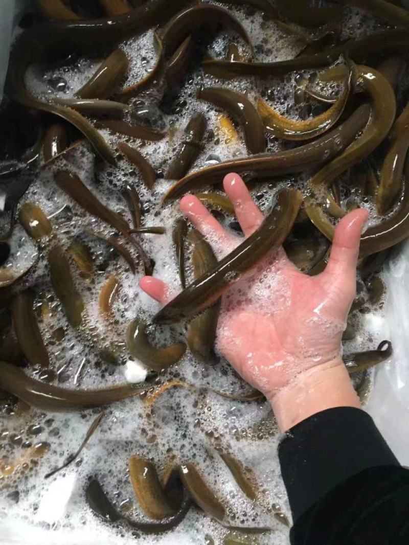 鳝鱼批发，1屯起批20一斤