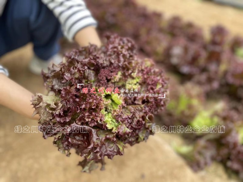 紫霞紫色生菜种子散叶生菜种籽春秋季栽培阳台盆栽庭院养生菜