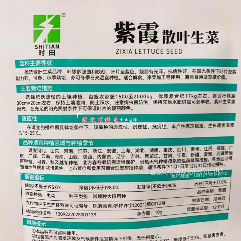 紫霞紫色生菜种子散叶生菜种籽春秋季栽培阳台盆栽庭院养生菜