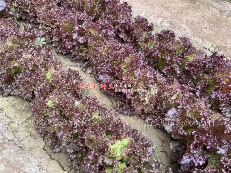 紫霞紫色生菜种子散叶生菜种籽春秋季栽培阳台盆栽庭院养生菜