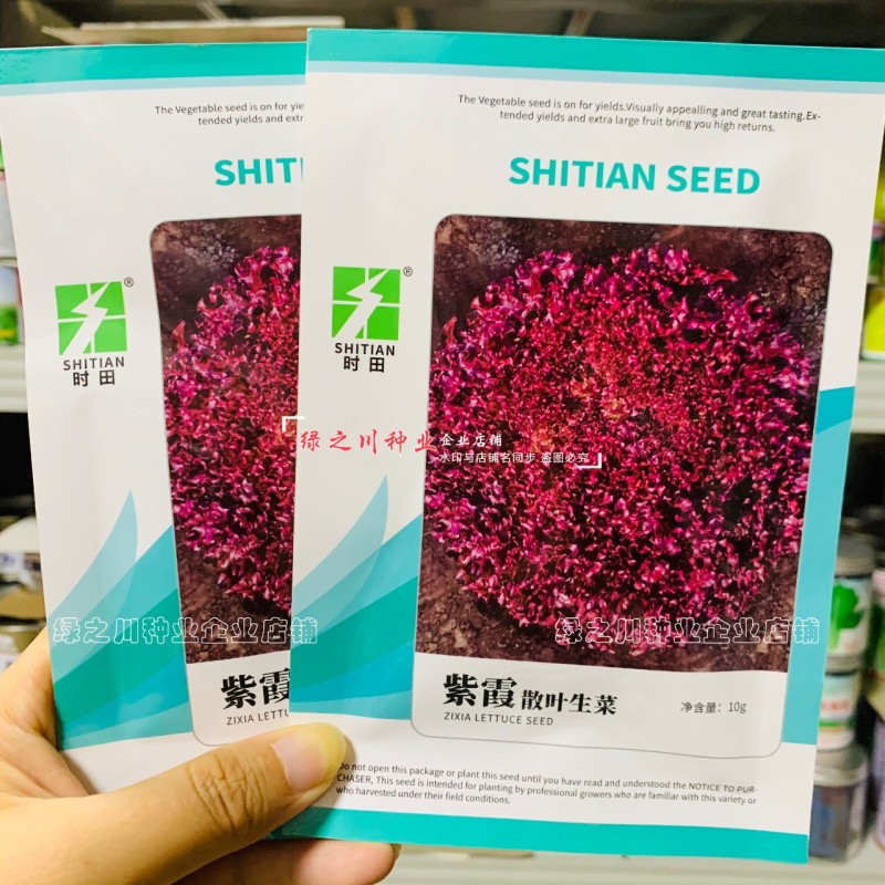 紫霞紫色生菜种子散叶生菜种籽春秋季栽培阳台盆栽庭院养生菜