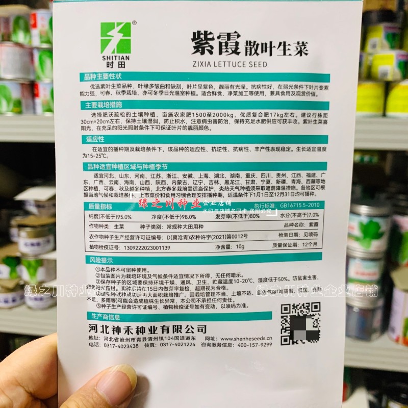 紫霞紫色生菜种子散叶生菜种籽春秋季栽培阳台盆栽庭院养生菜