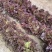 紫霞紫色生菜种子散叶生菜种籽春秋季栽培阳台盆栽庭院养生菜