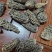 野生羊肚菌1600一公斤，