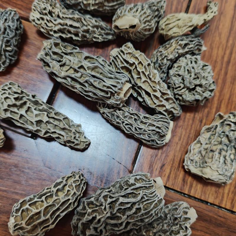 野生羊肚菌1600一公斤，