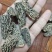 野生羊肚菌1600一公斤，