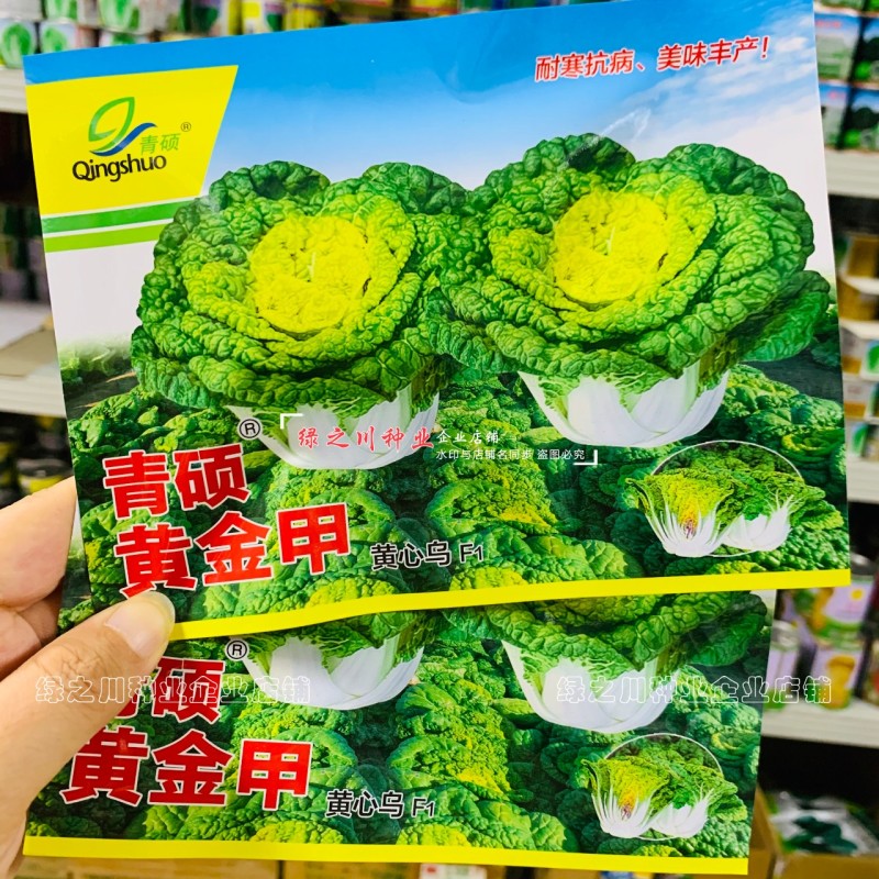 菊花心黄心乌种子特矮黄金乌菜种子耐寒乌塌菜种籽腊月乌菜