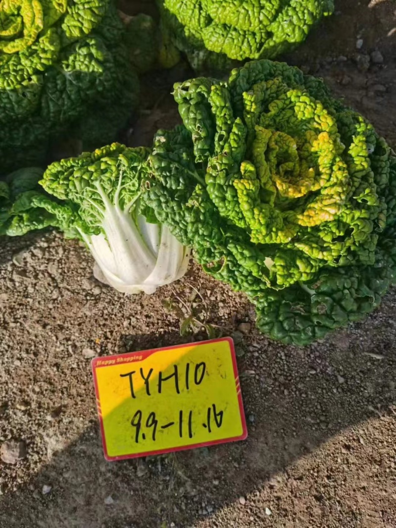 菊花心黄心乌种子特矮黄金乌菜种子耐寒乌塌菜种籽腊月乌菜