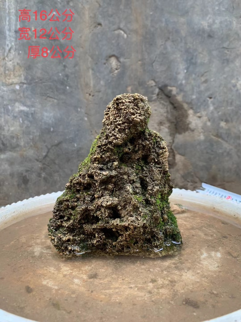 天然上水石吸水石盆景石假山奇石