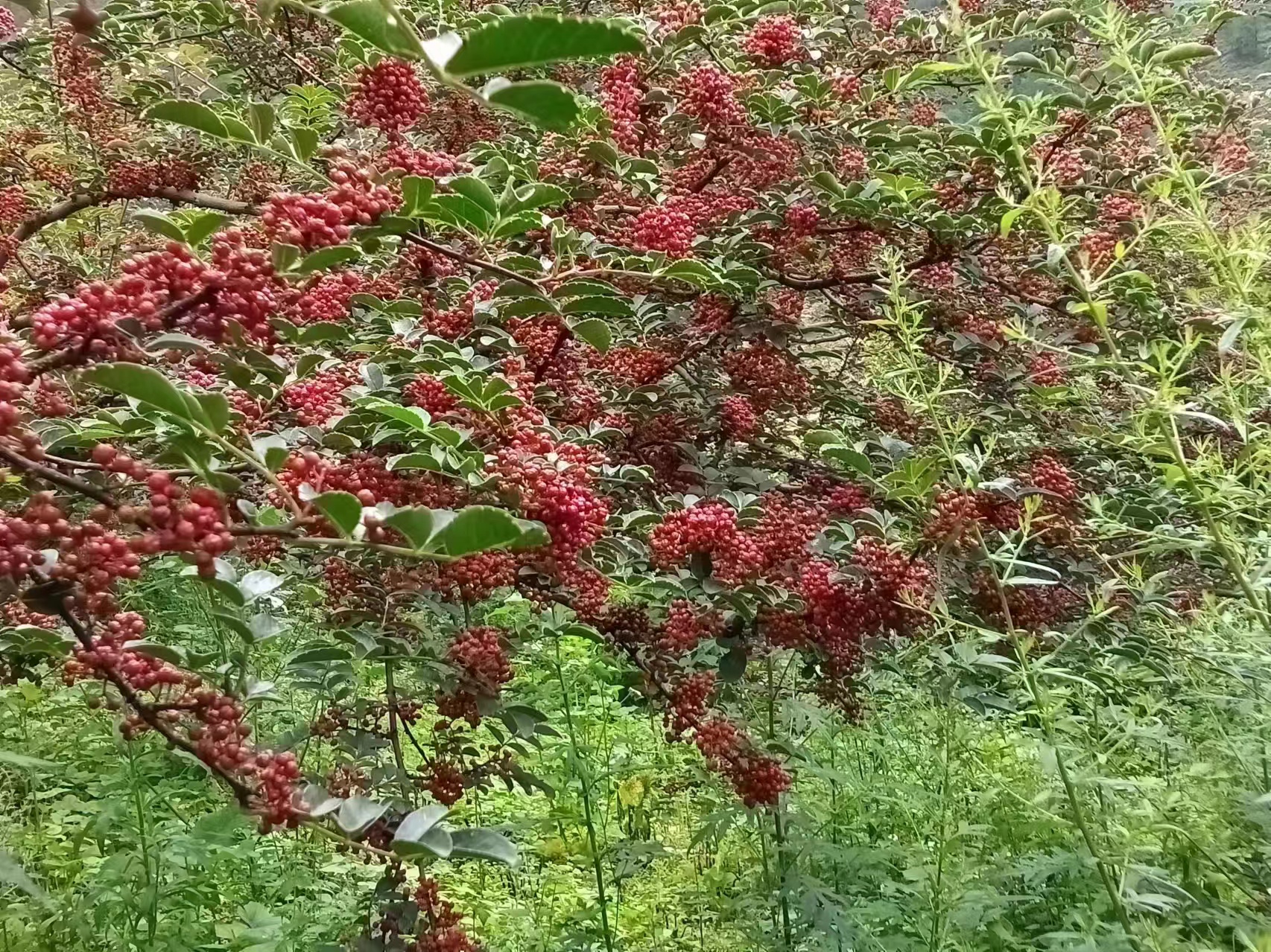 花椒与青花椒对比图