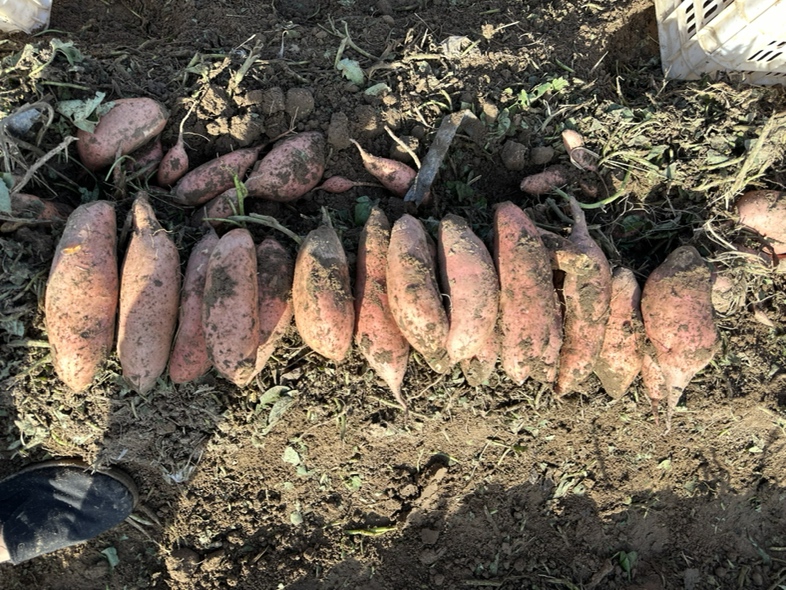一堆新鲜的红薯整齐地摆放在木质托盘上,背景为农家仓库的砖墙,环境阴凉干燥,光线柔和,红薯表皮完整无破损,表面带有少量泥土 红薯堆放在阴凉干燥处