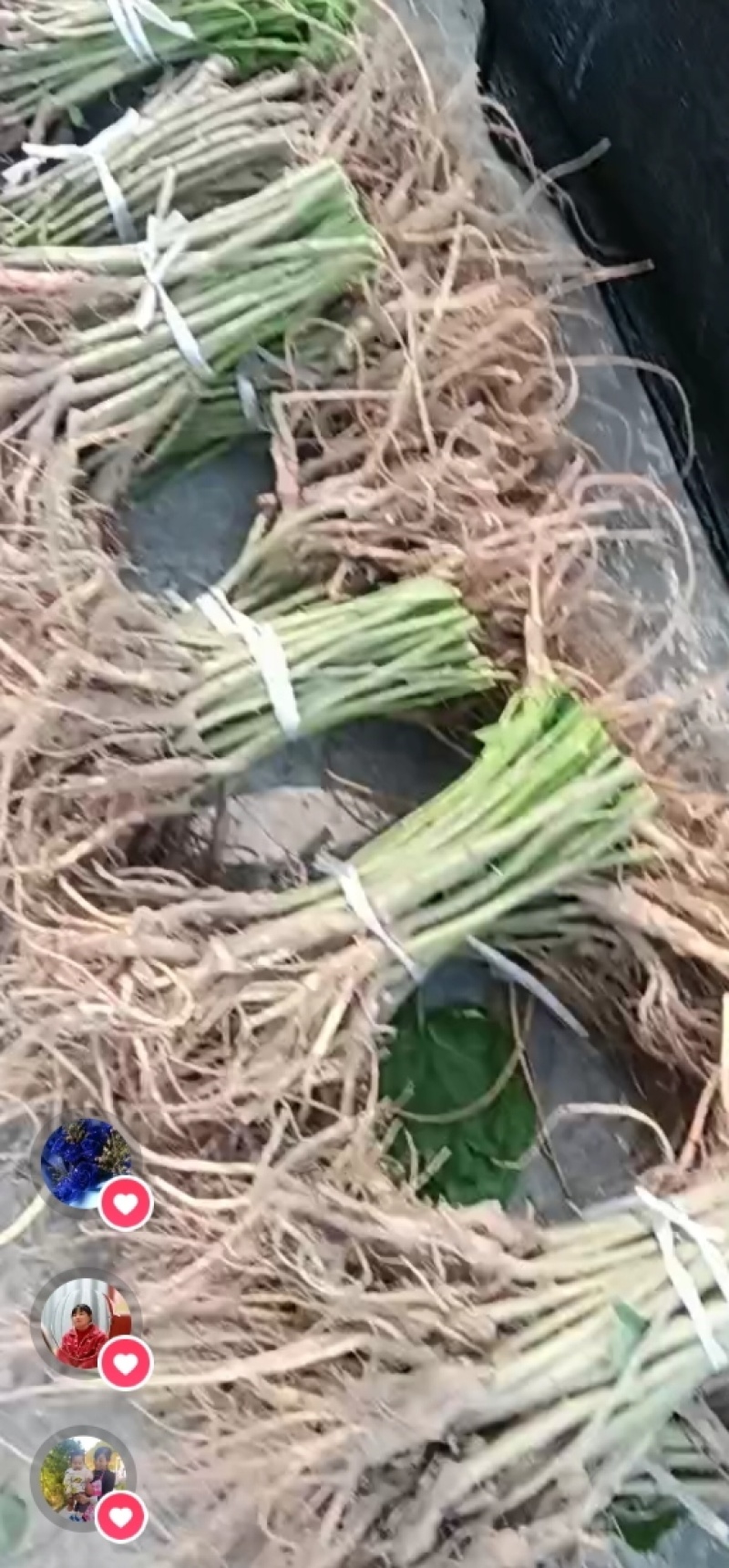 蚕桑苗