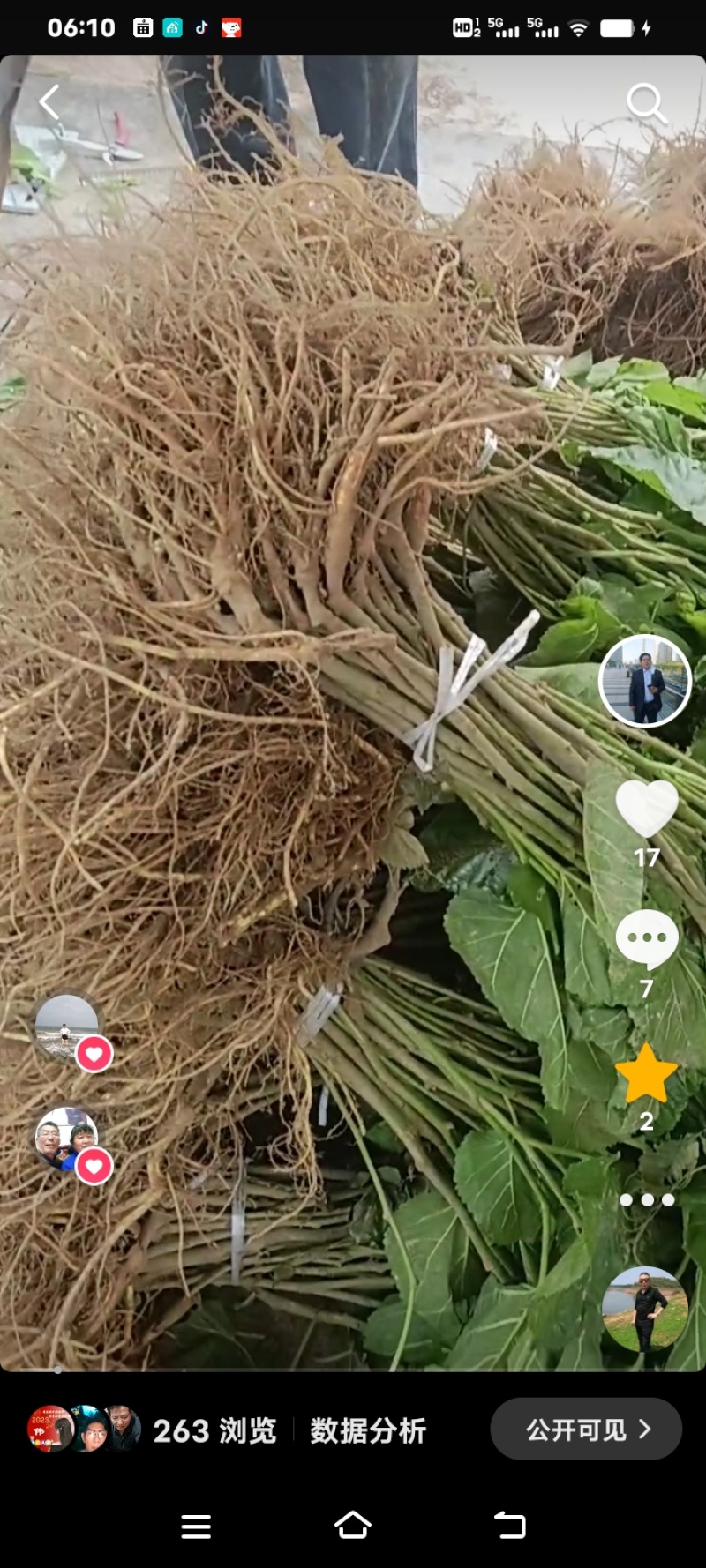 蚕桑苗