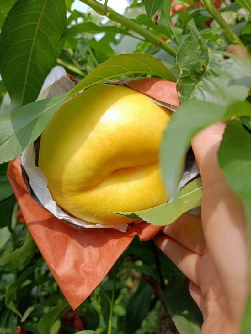 陕西中潘7大量上市中，个头大，果面干净，硬度刚刚的
