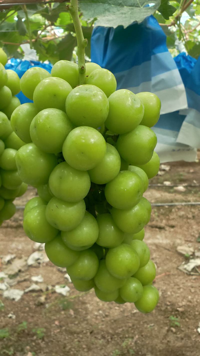 夏邑县万亩阳光玫瑰大量上市质量优品颗粒均匀香甜可口一手货