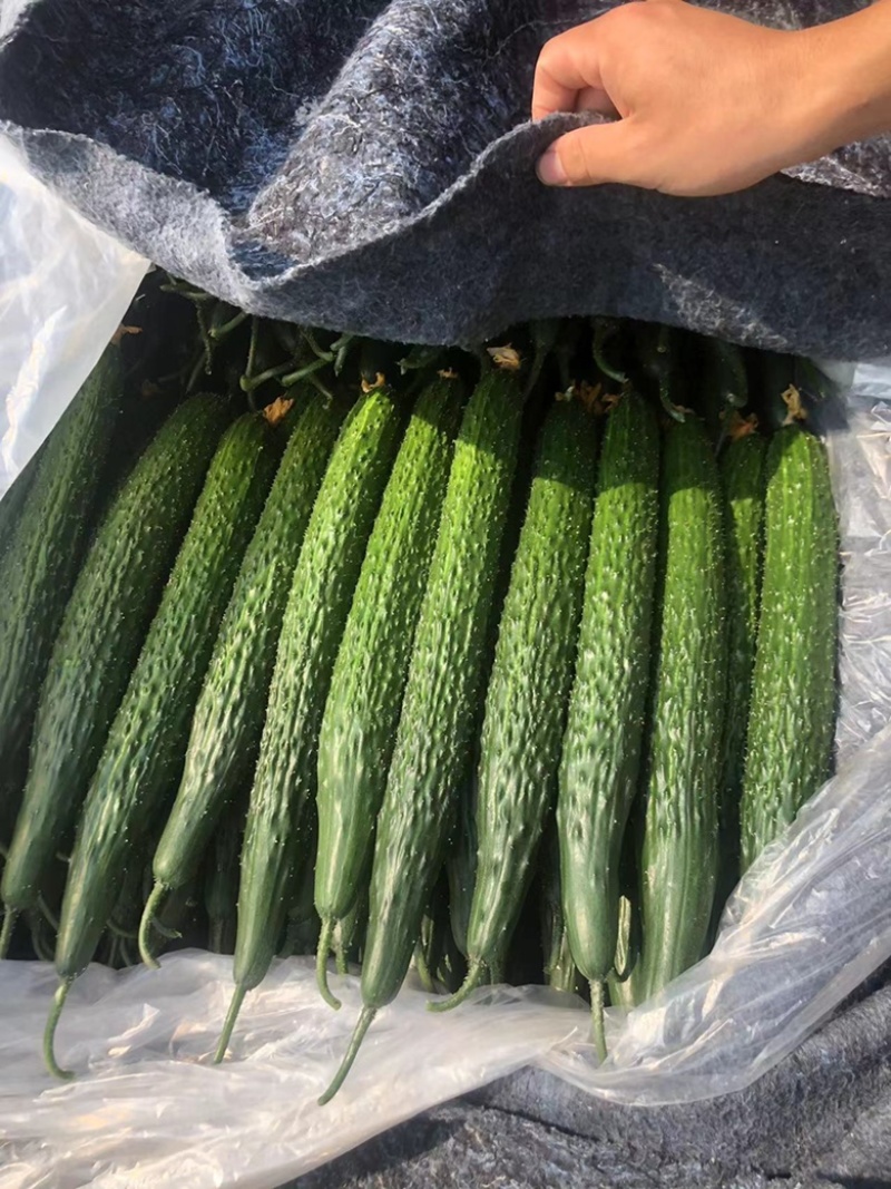 山东黄瓜，鲜花带刺，货多量大价格低，品质有保证
