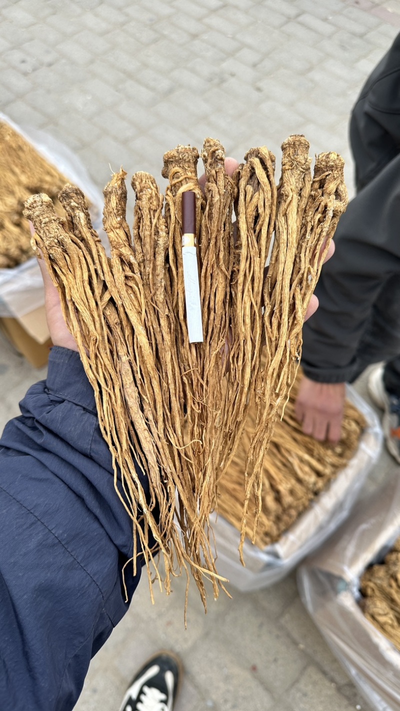 甘肃岷县黄当归。带硫岷县货。规格齐全。量大从优品质无忧。
