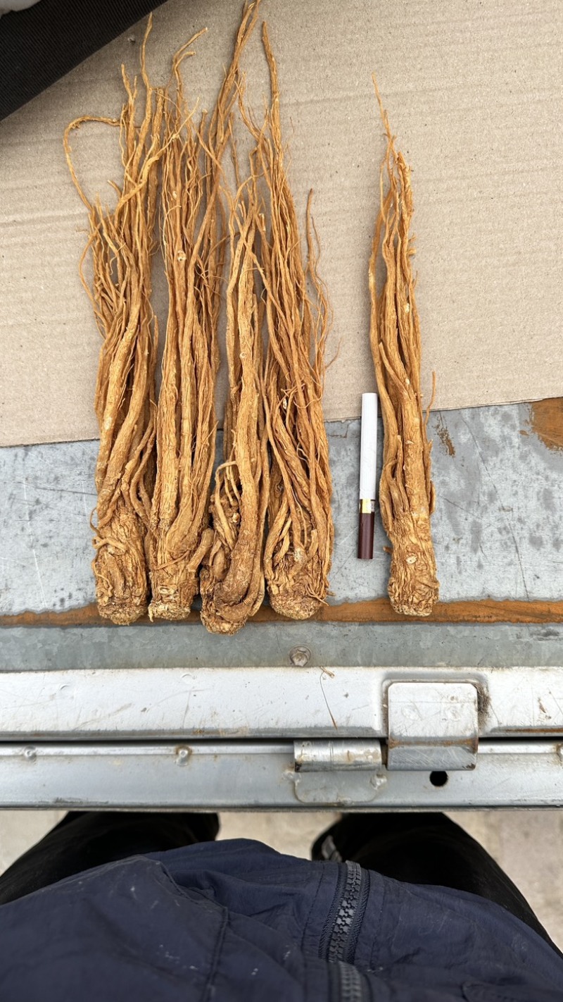 甘肃岷县黄当归。带硫岷县货。规格齐全。量大从优品质无忧。