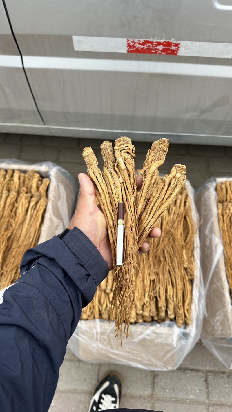 甘肃岷县黄当归。带硫岷县货。规格齐全。量大从优品质无忧。