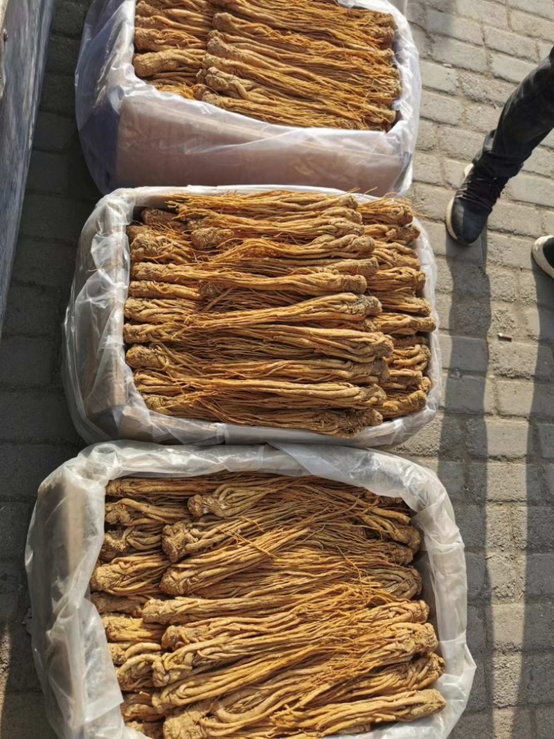 甘肃岷县黄当归。带硫岷县货。规格齐全。量大从优品质无忧。