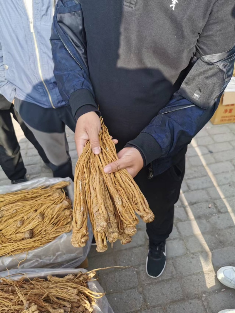 甘肃岷县黄当归。带硫岷县货。规格齐全。量大从优品质无忧。