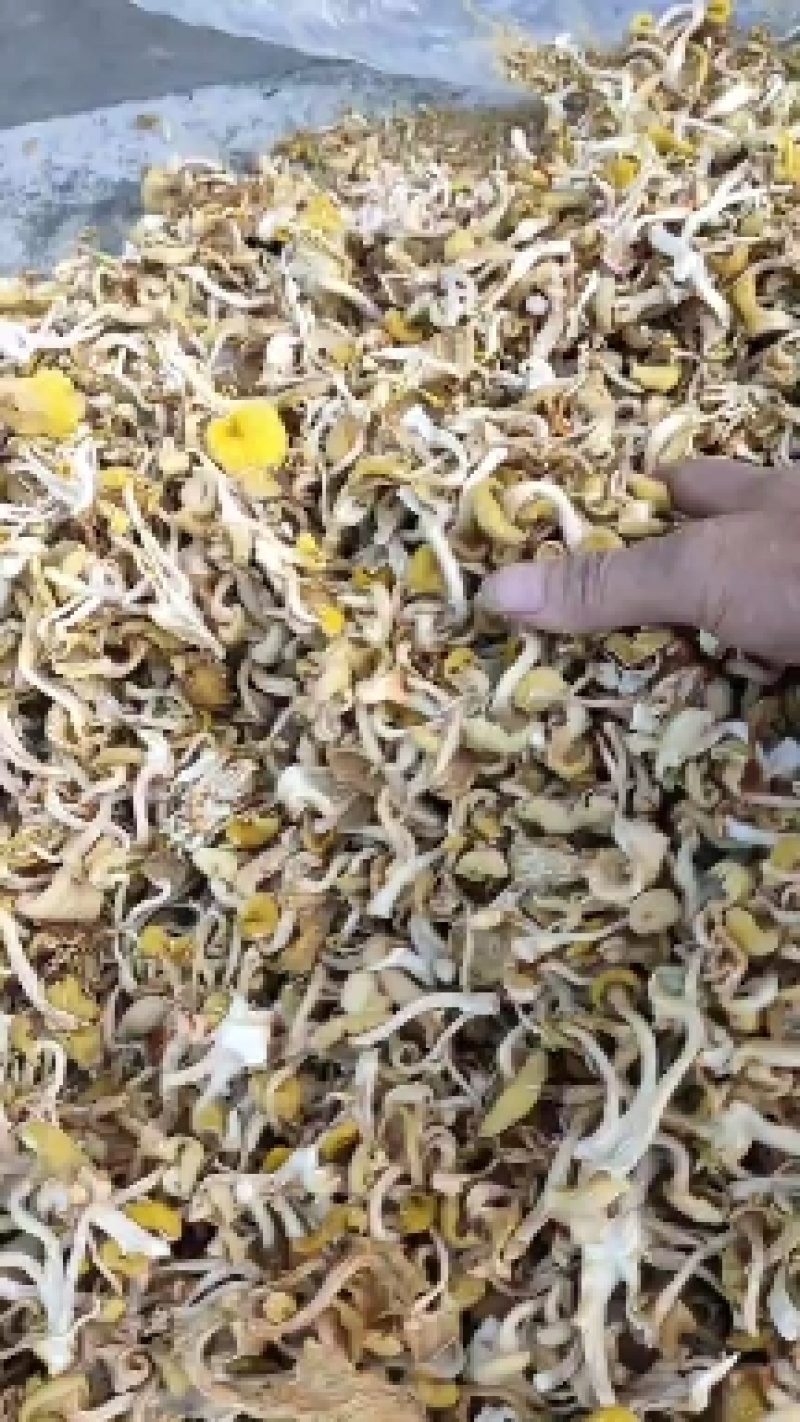 大棚黄丝菌，黄丝菌