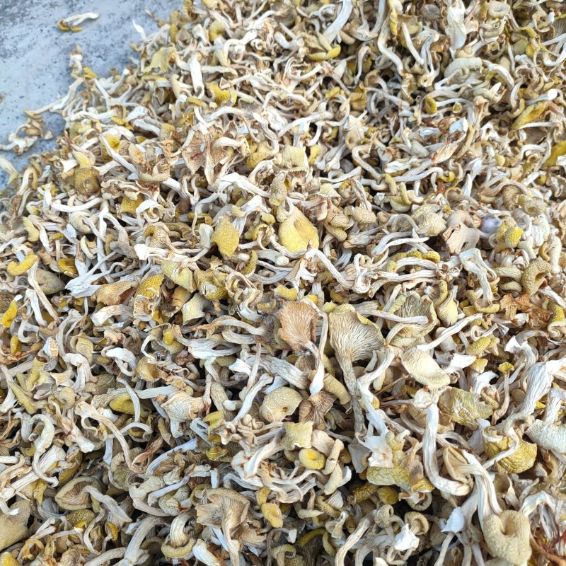 大棚黄丝菌，黄丝菌