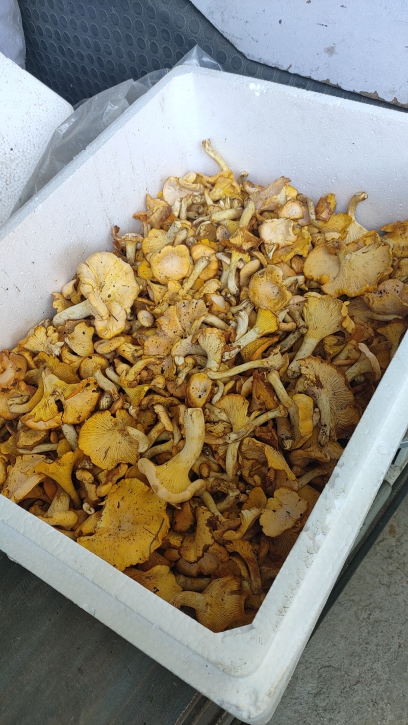 大棚黄丝菌，黄丝菌