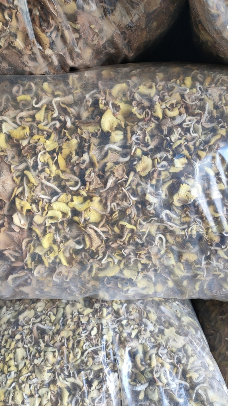 大棚黄丝菌，黄丝菌