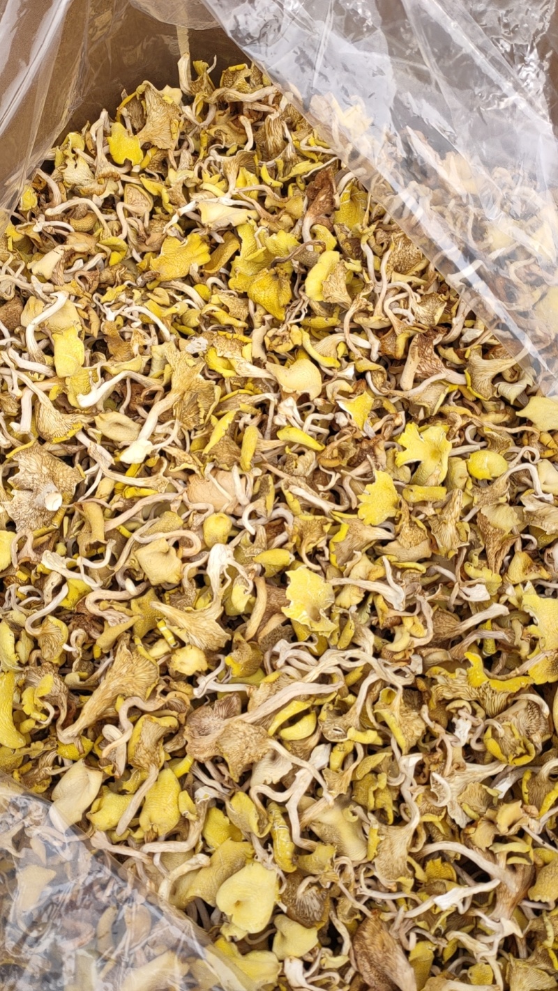 大棚黄丝菌，黄丝菌