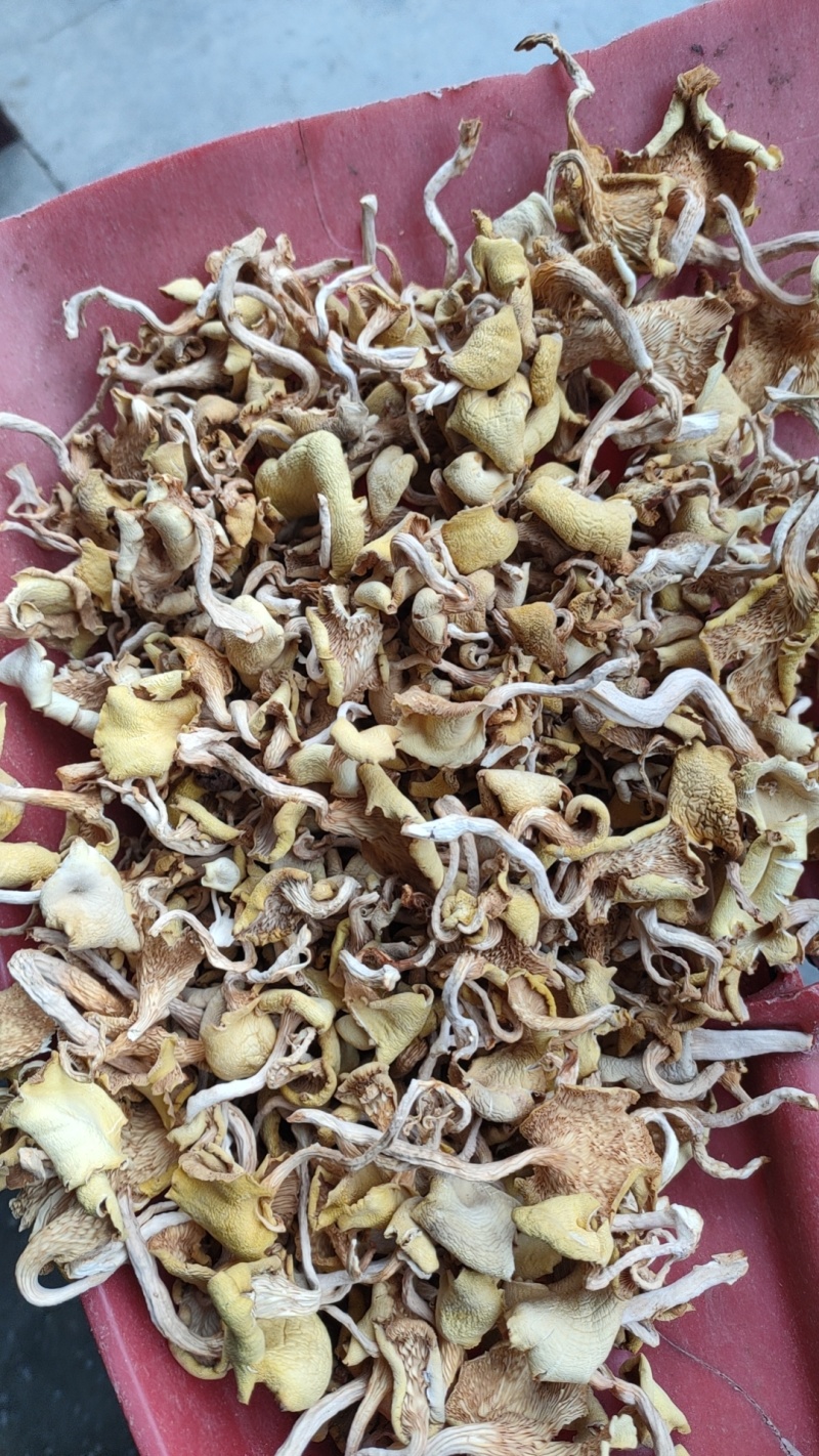 大棚黄丝菌，黄丝菌