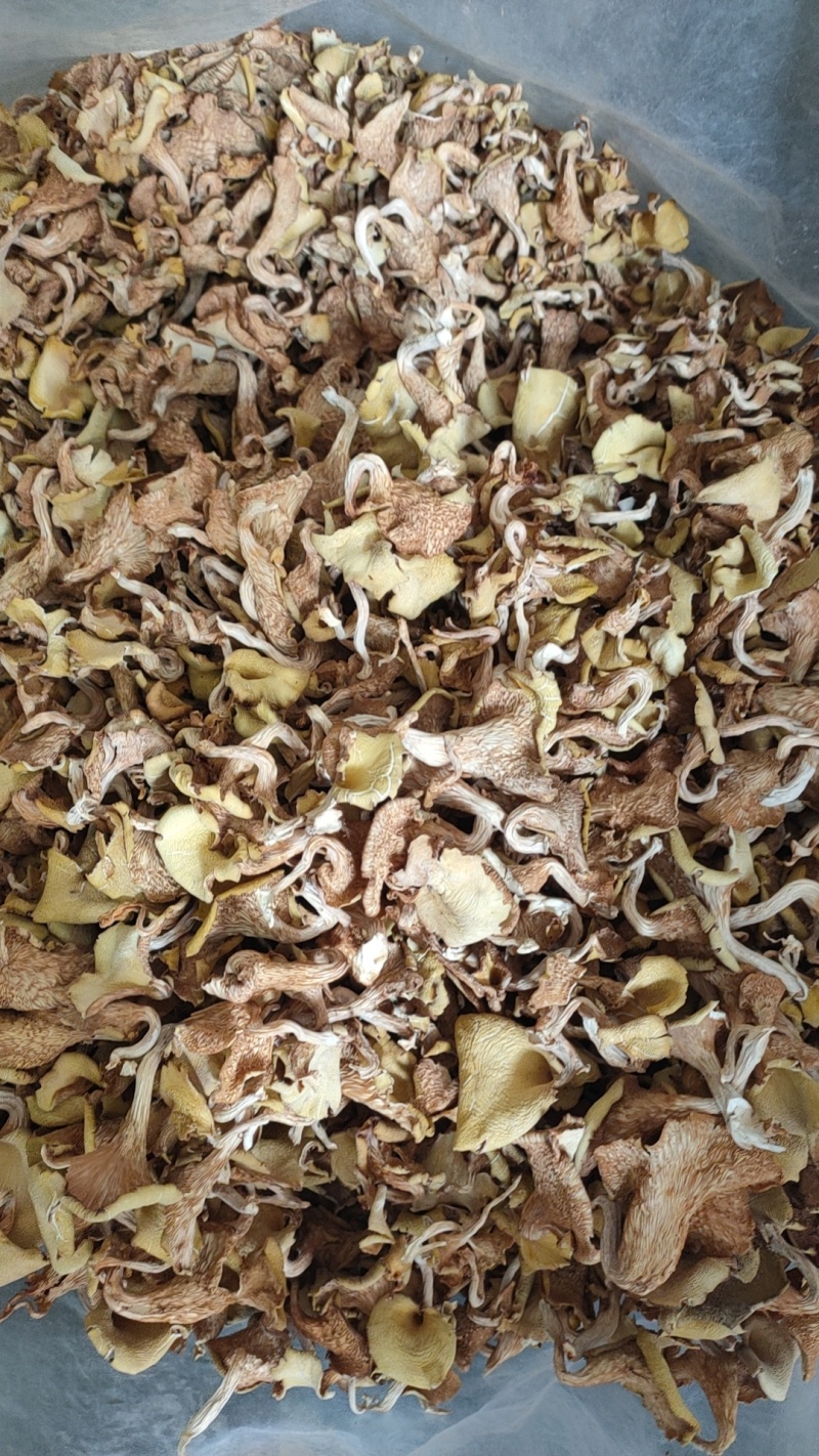 大棚黄丝菌，黄丝菌