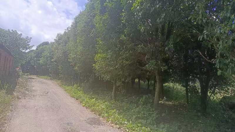 一条宁静的城市林荫道,两旁整齐排列着高大的八月桂行道树,树冠浓密,部分枝条上仍可见星星点点的黄色小花,地面落有少量桂花与枯叶,行人撑伞缓行,空气中似有香气浮动 城市街道两侧种植的八月桂行道树