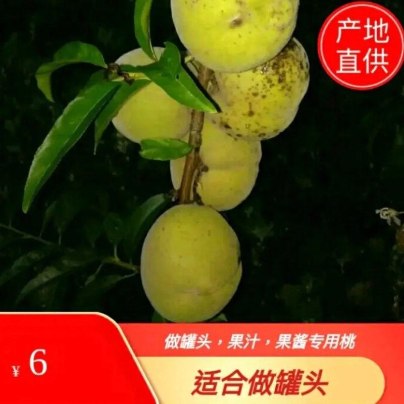 编号002万亩罐头原材料专用{毛桃}供应链{饶阳专属}
