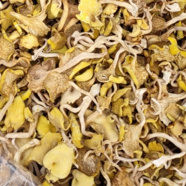 大棚黄丝菌，黄丝菌