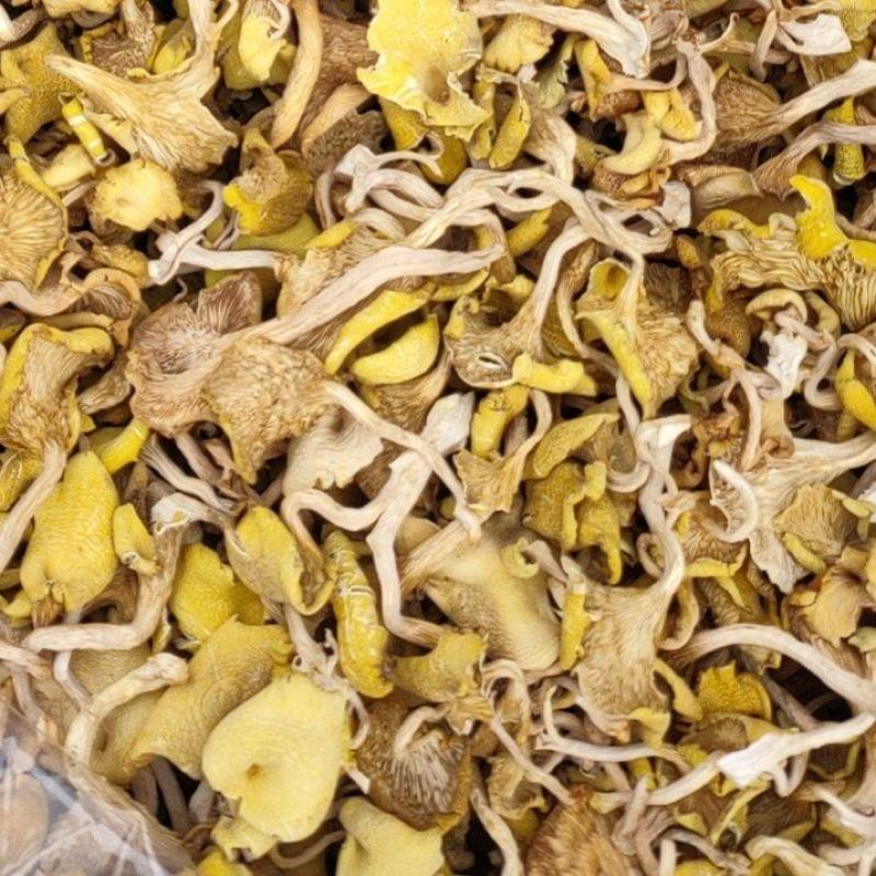 大棚黄丝菌，黄丝菌