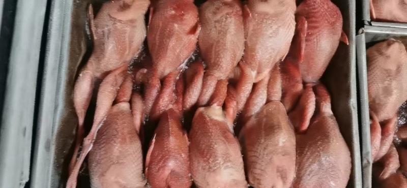 鹌鹑有现货净毛度好烧烤鹌鹑串货源稳定价格低