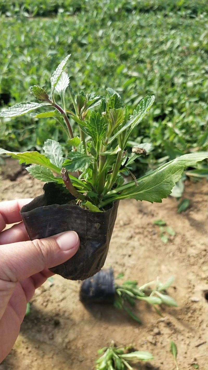 马鞭草马鞭草苗花海花卉种苗基地直发