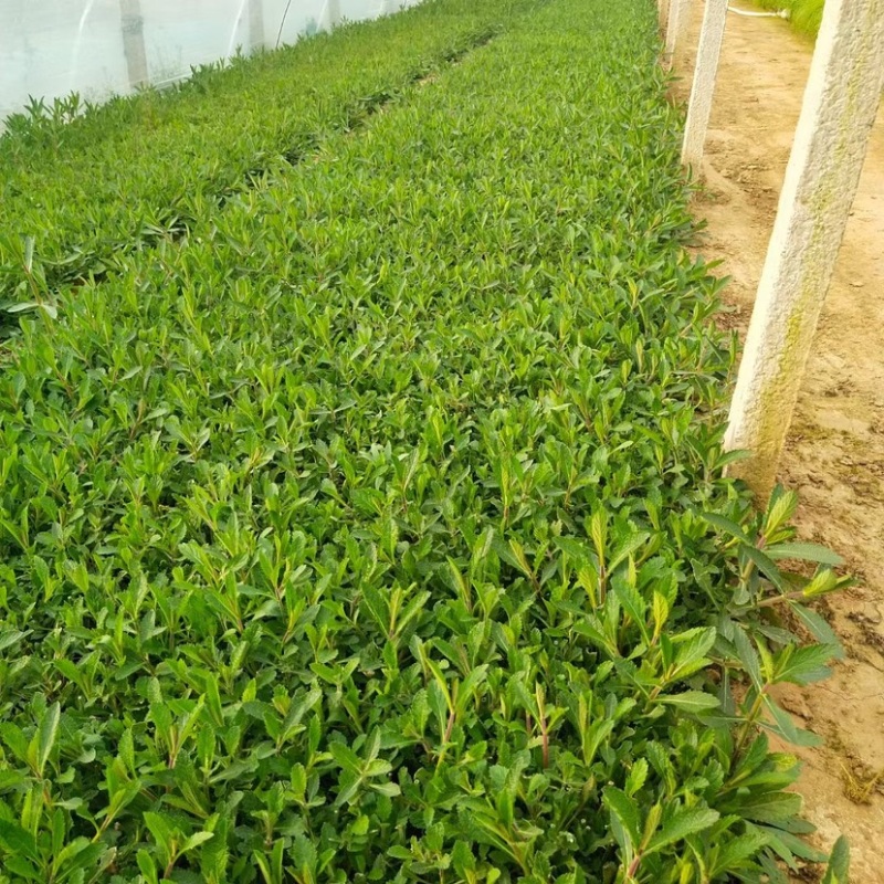 马鞭草马鞭草苗花海花卉种苗基地直发