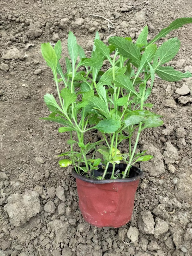 马鞭草马鞭草苗花海花卉种苗基地直发