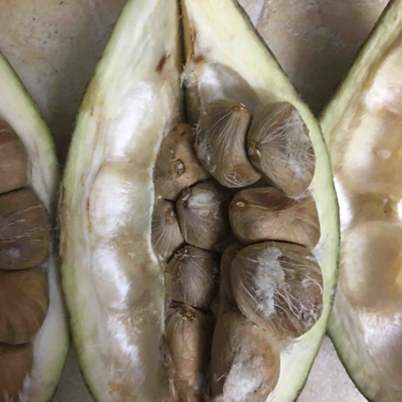 发财树果，种子
